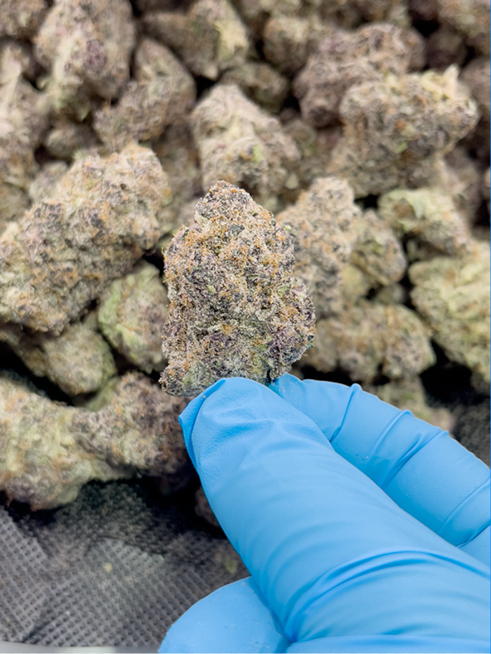 Best Sativa Strains Online - Dabs, Flower, Prerolls @ StewartHemp.com