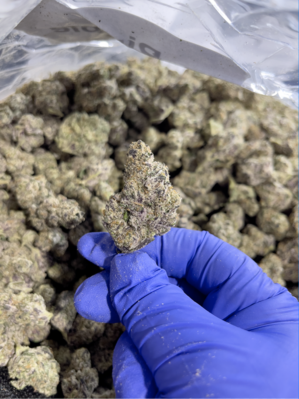 Pink Pineapple Sativa Strain - High THCa Flower - 36.52% from StewartHemp.com, seen enlarged in a blue-gloved hand #smokeup