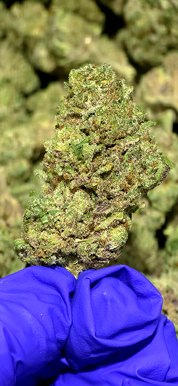 Prohibition Sour Sativa Strain - High THCa Flower - 37.13%, seen here enlarged, a bud held in a blue-gloved hand