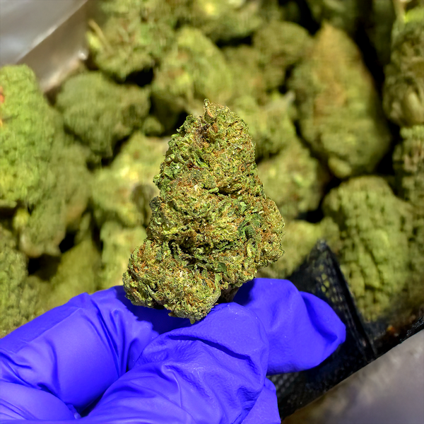 Purple Cream - Indica - Budget THCa Flower - 29.17% from StewartHemp.com, seen here enlarged and bud in hand